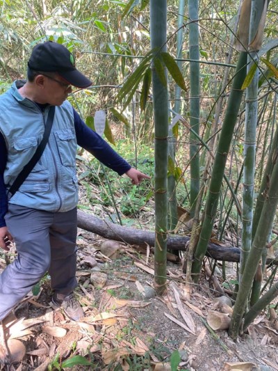 圖1 六龜工作站巡山員於附近竹林搜尋是否仍有獸鋏